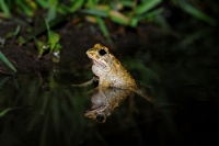 72015 Bufotes viridis (Rospo smeraldino)